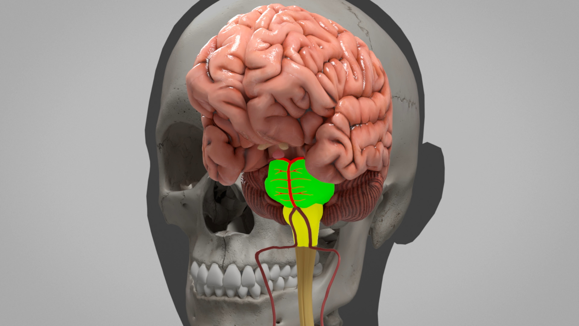 TBI Visualization