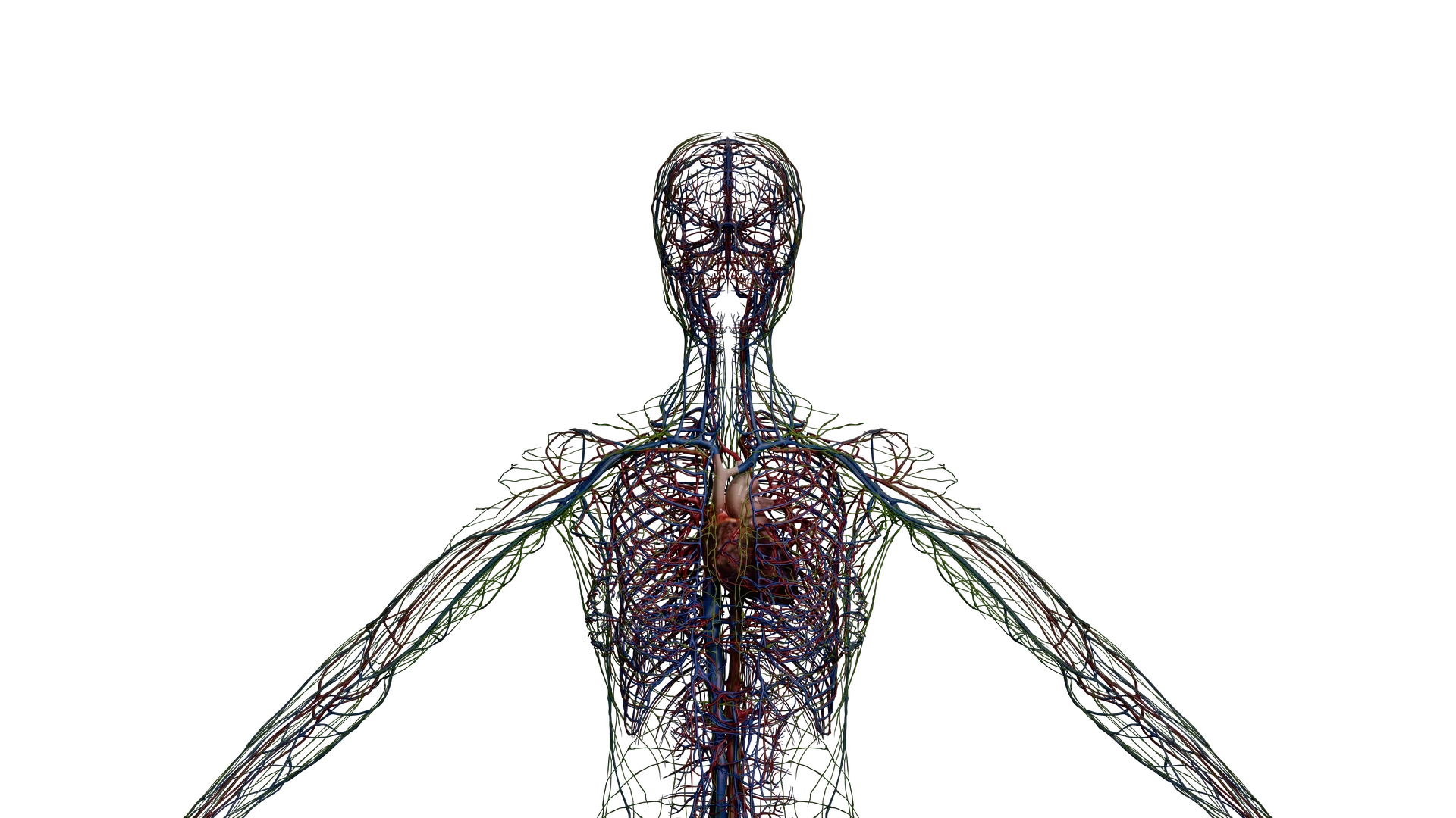 Circulatory anatomy with vessels extending through the head and torso