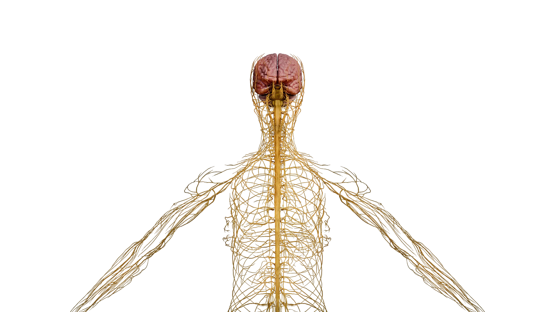 Nervous system showing the brain, spinal cord and branching nerves